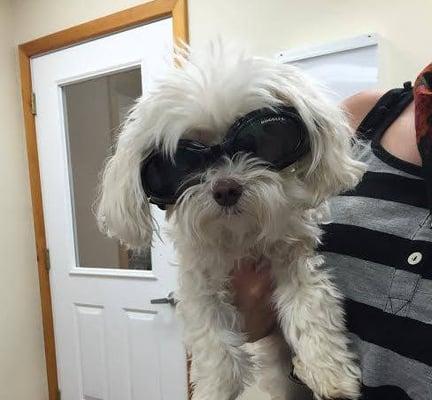 Harley is the first doggy to get to wear our new "Doggles" and is currently coming in for Therapeutic Laser Treatments to help heal her back