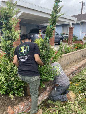 The team installing privacy hedges