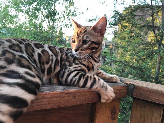 Beautiful Bengal Baby