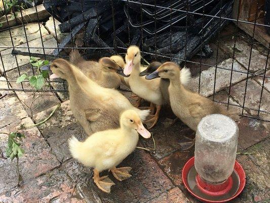 We carry duck eggs; these cuties are at Food Field in Detroit.