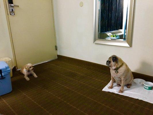 Our dogs discussing their escape plan. You can see some of the stains on the carpet in this pic too.