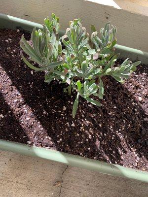 English lavender