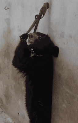 investigator documented that bear cubs are chained or tethered to a wall and forced to remain upright, sometimes for hours