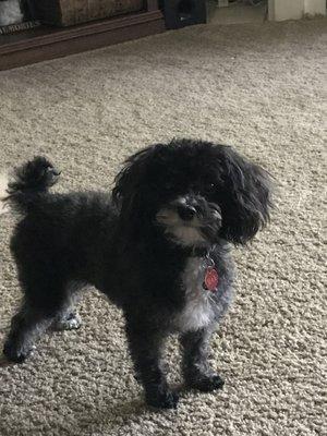 $65 groom Max is a 6 pound Yorkiepoo Feb groom