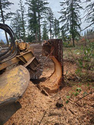 Abernathy Stump Grinding