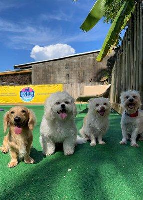 Laycey socialized at Dog Club Miami