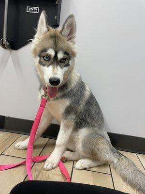 Pup in the Exam room!