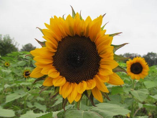 u-pick sunflowers