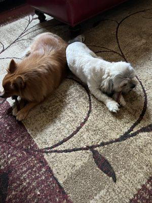 Rusty and Tripp enjoying their Bully sticks