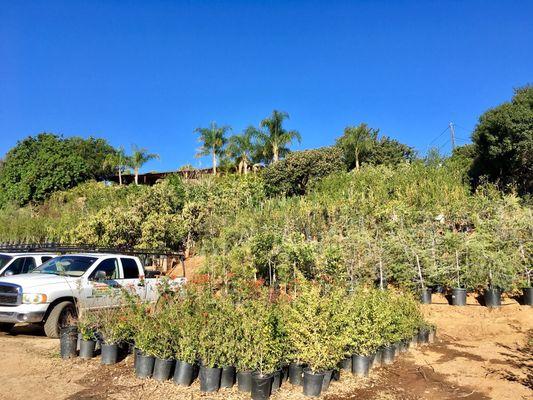 Different types of 15 gallon trees available