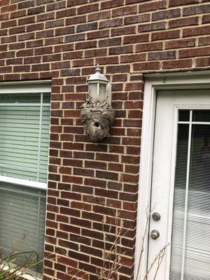 Hornets Nest Removal