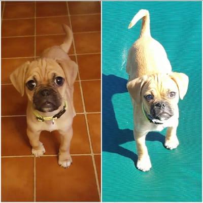 Here she is.... Meet Nuala! The left is 4 weeks ago , March 17 and the right on April 17.