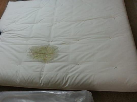 Fungus/Mold under the bed on a metal bed frame (mesh for air ventilation) in just 30 days!!