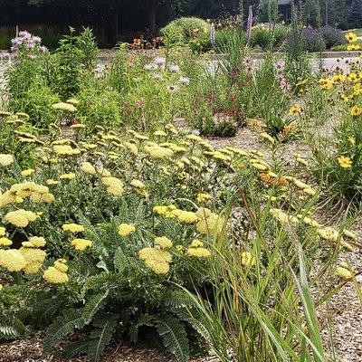 A native plant pollinator garden is both drought-resistant and beautiful.