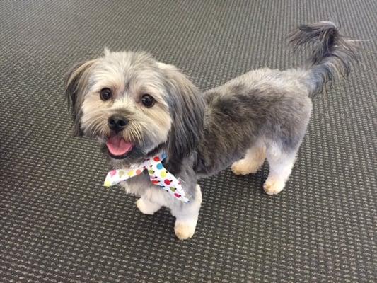 Harvey looks great after his cut with Tina! =)