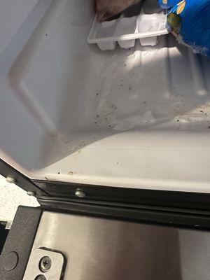 Cockroaches enter my freezer even though I clean it multiple times and all around apartment.