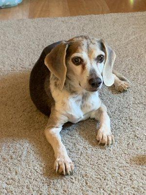 Molly Mallinson ~ April 2011 - October 29th, 2022 - Our precious regal beagle