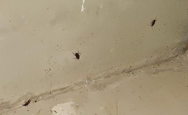 More bugs in garage on different day