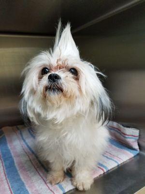 Lupita loves her Vet Dr.Delbene