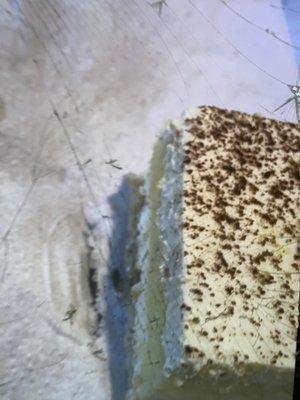 bug on cake