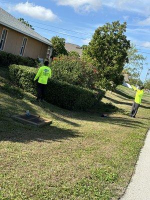 Trimmed bush and mowed grass