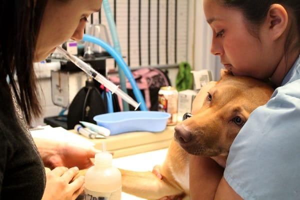 Preparing a canine patient for surgery