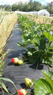 Strawberries grow out from covered rows. This is the cleanest strawberry patch I've ever seen.