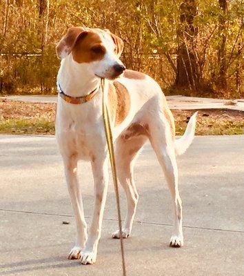 Spot is a Walker Hound mix (we believe) we adopted 4 years ago