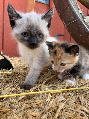 Kittens that customers bring in.