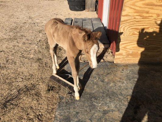 Caprock Veterinary Clinic