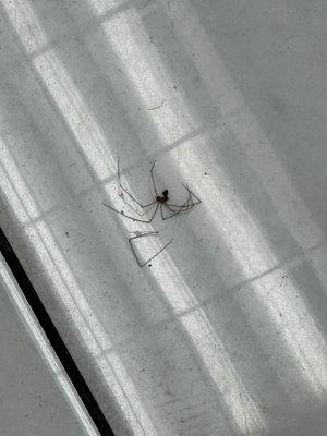 Dead spider on floor