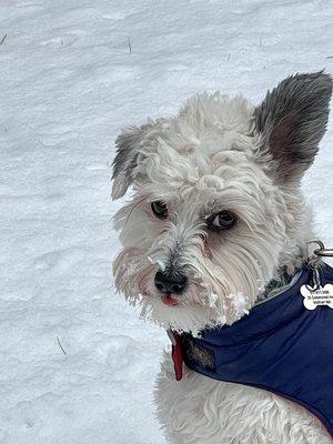 Riley looking handsome in his new coat