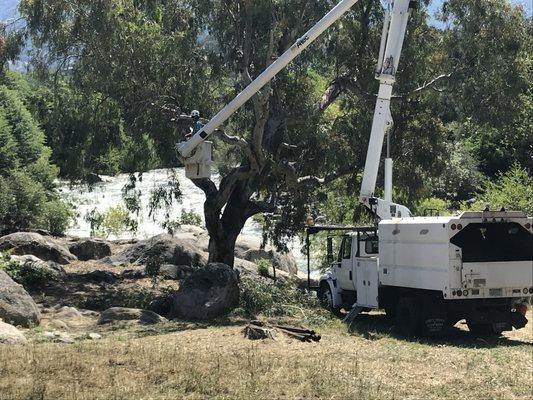 Gene Castro's Tree Service