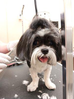 Cute dog getting groomed