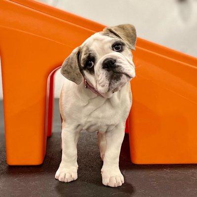 Betty the Bulldog explores our playground equipment.