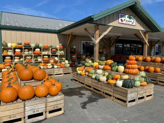 pumpkins galore