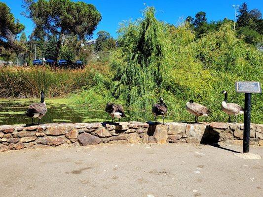 Canadian geese like to hang out at Montclair Park