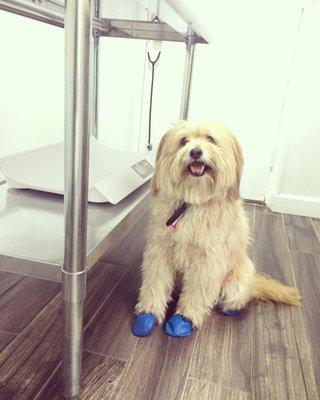 Happy boy waiting for the vet!