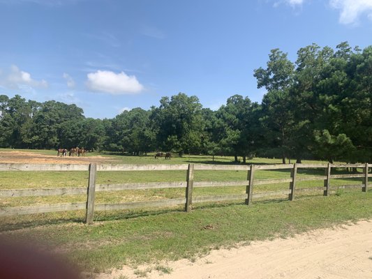 Horses on the plantation.