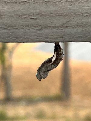 Chrysalis forming