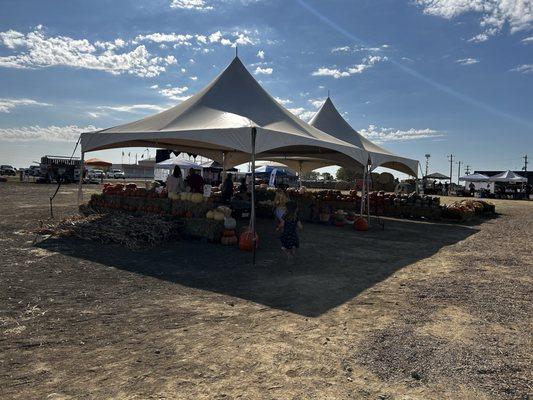 Pumpkin tents