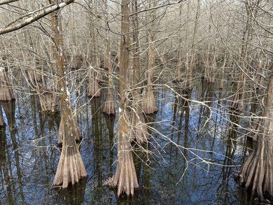 Cypress trees