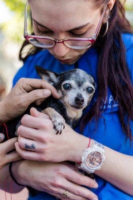 Our tiniest and most histrionic patient is enjoying the love during her Senior Check.