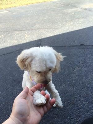 My maltipoo after grooming and a weekend here. She loved it!!!