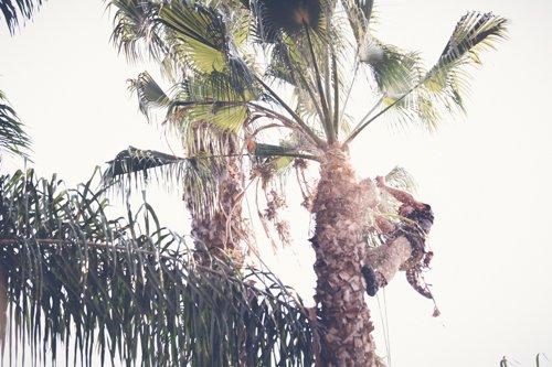 palm tree trimming