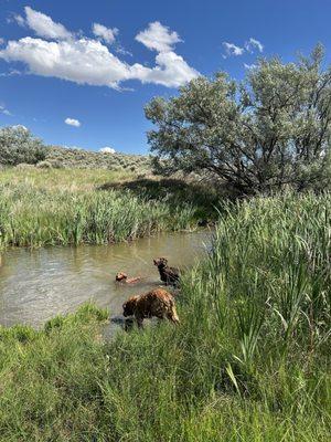 Rawhide Kennels & Training Center