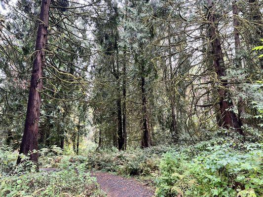 Newell Creek Canyon Nature Park