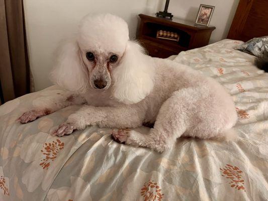 My miniture poodle after being groomed.  She is almost 9 years old.