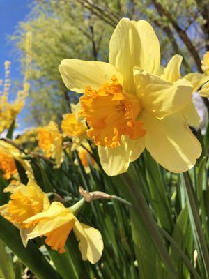 Beautiful blooms everywhere.