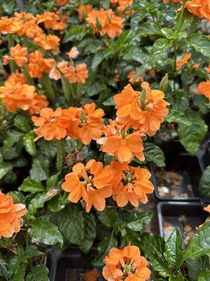 Crossandra flowers